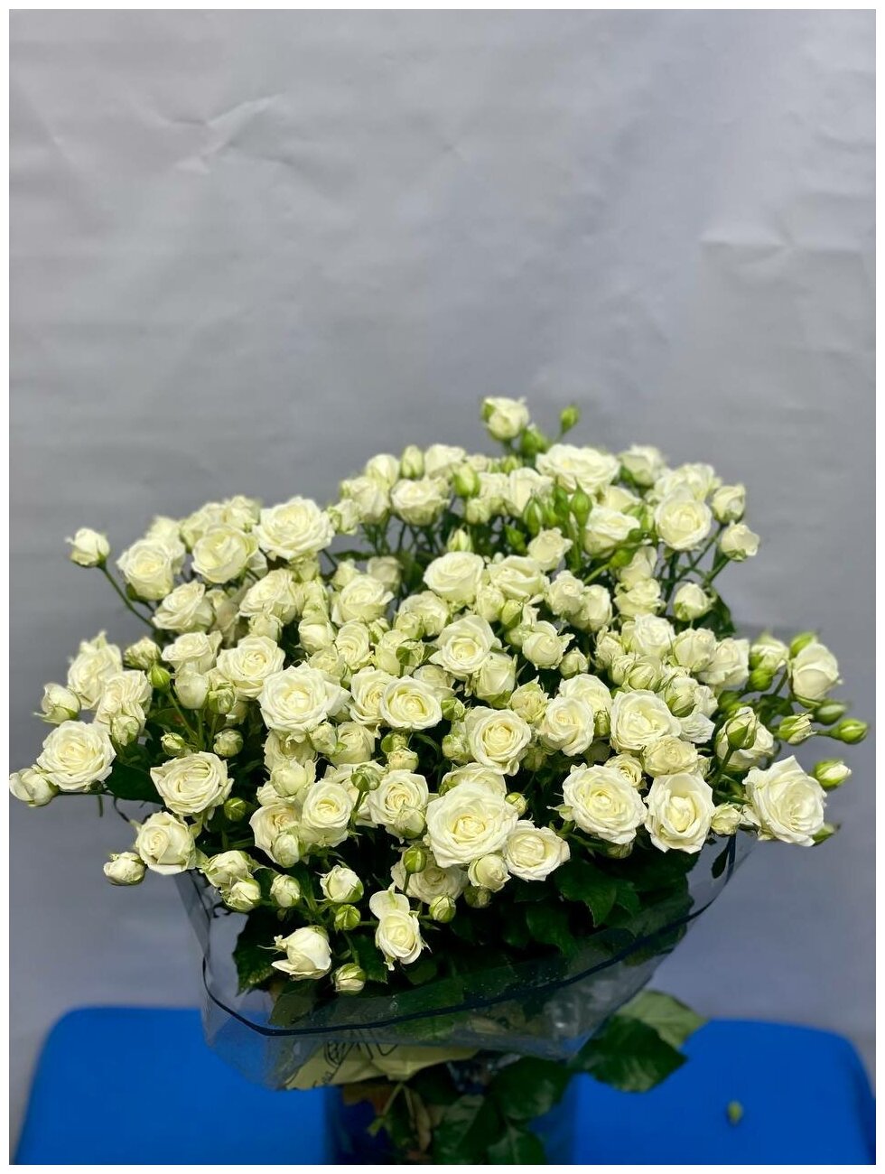 Роза кустовая Джозефина 70 см