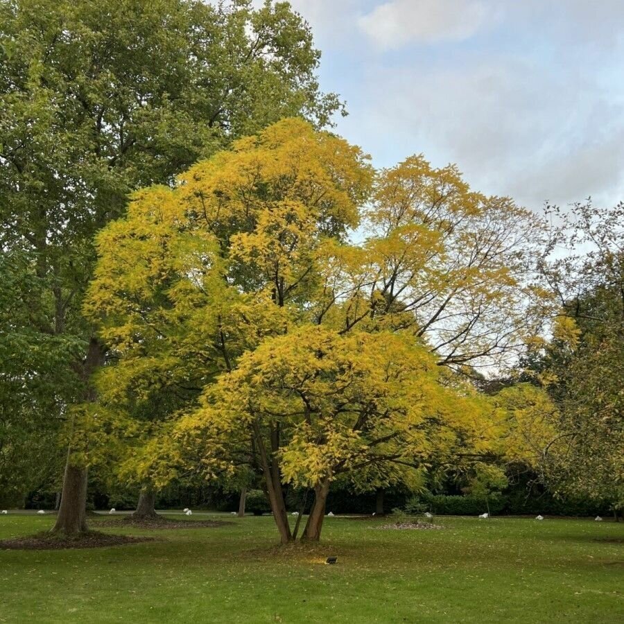 Семена Орех скальный (Juglans rupestris Engelm), 5 штук