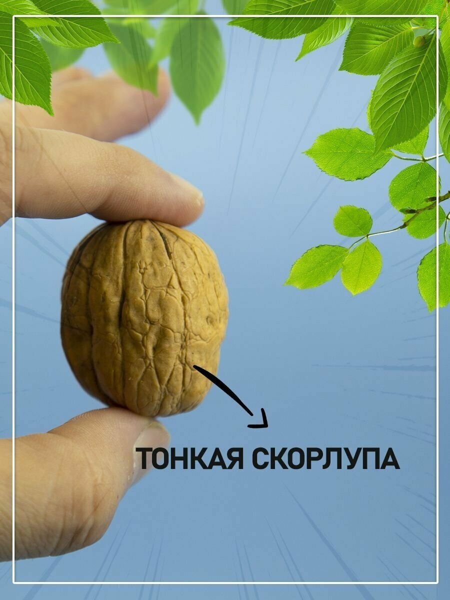 Грецкий орех в скорлупе / новый урожай чили 1000 гр - фотография № 6