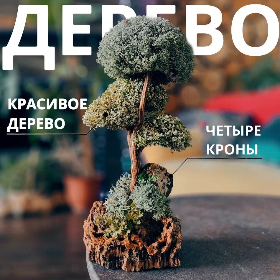 Бонсай живое дерево, Цетрария исландский мох живой, 29 см / Оригинальный подарок начальнику, декор для дома интерьера