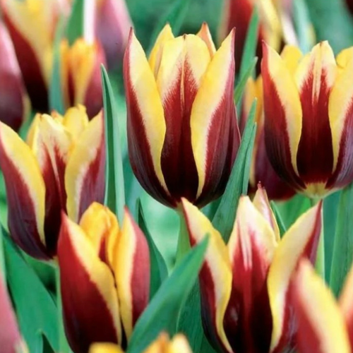 Тюльпан Гавота 10 шт