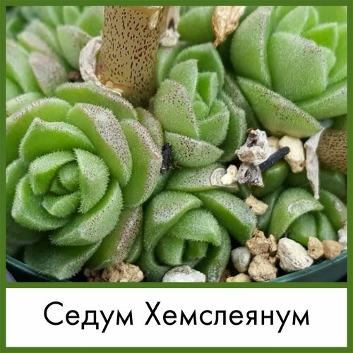 Набор для выращивания семена Суккулент Седум Хемслеянум (Sedum hemsleyanum)