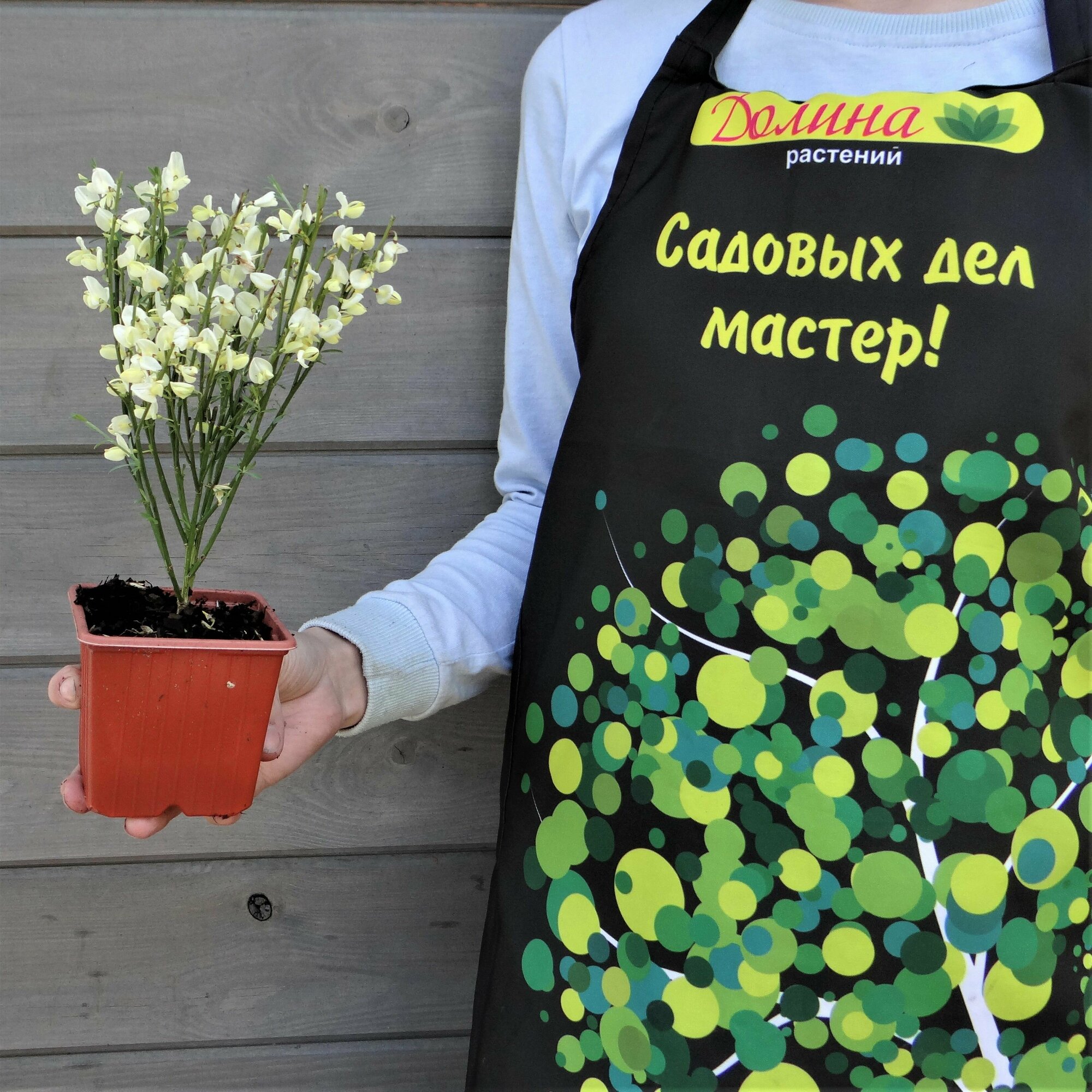 Изображение Ракитник ранний (Szkolka roslin A.M (Польша)), 1 саженец в горшке 15-20 см