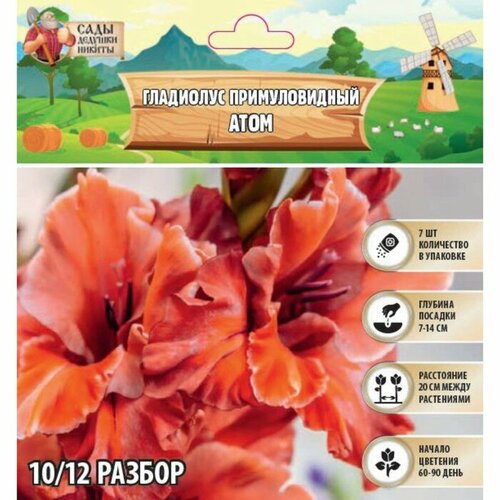 Гладиолус примуловидный 