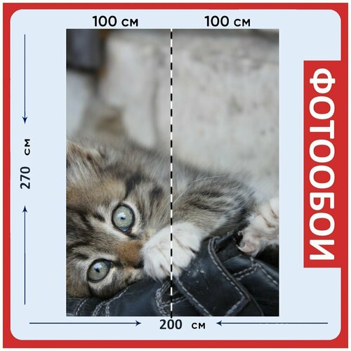 Фотообои Игривый кот серый кот ушастый кот 200x270 см флизелиновыена стену 2940₽