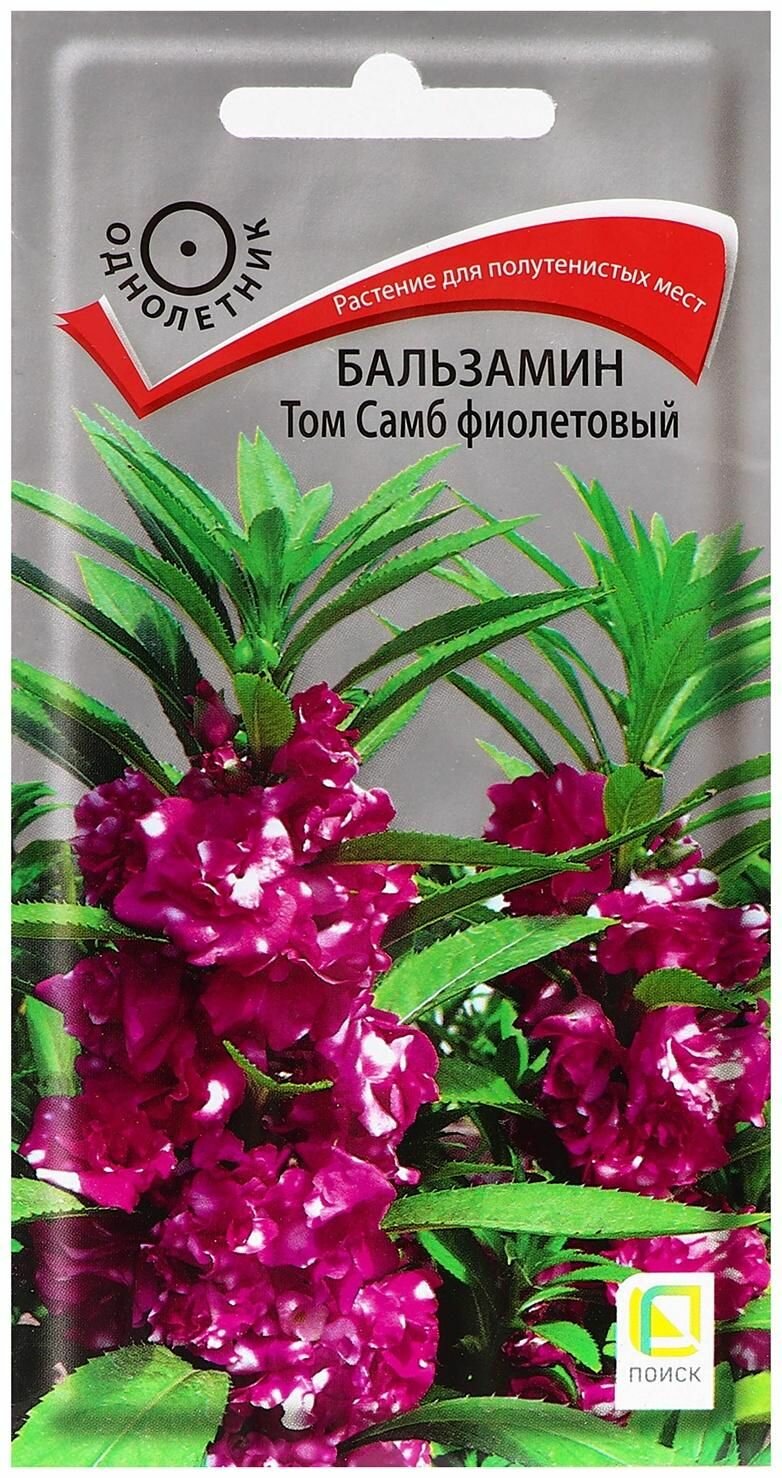 Семена цветов Бальзамин Том Самб, фиолетовый, 0,1гр.