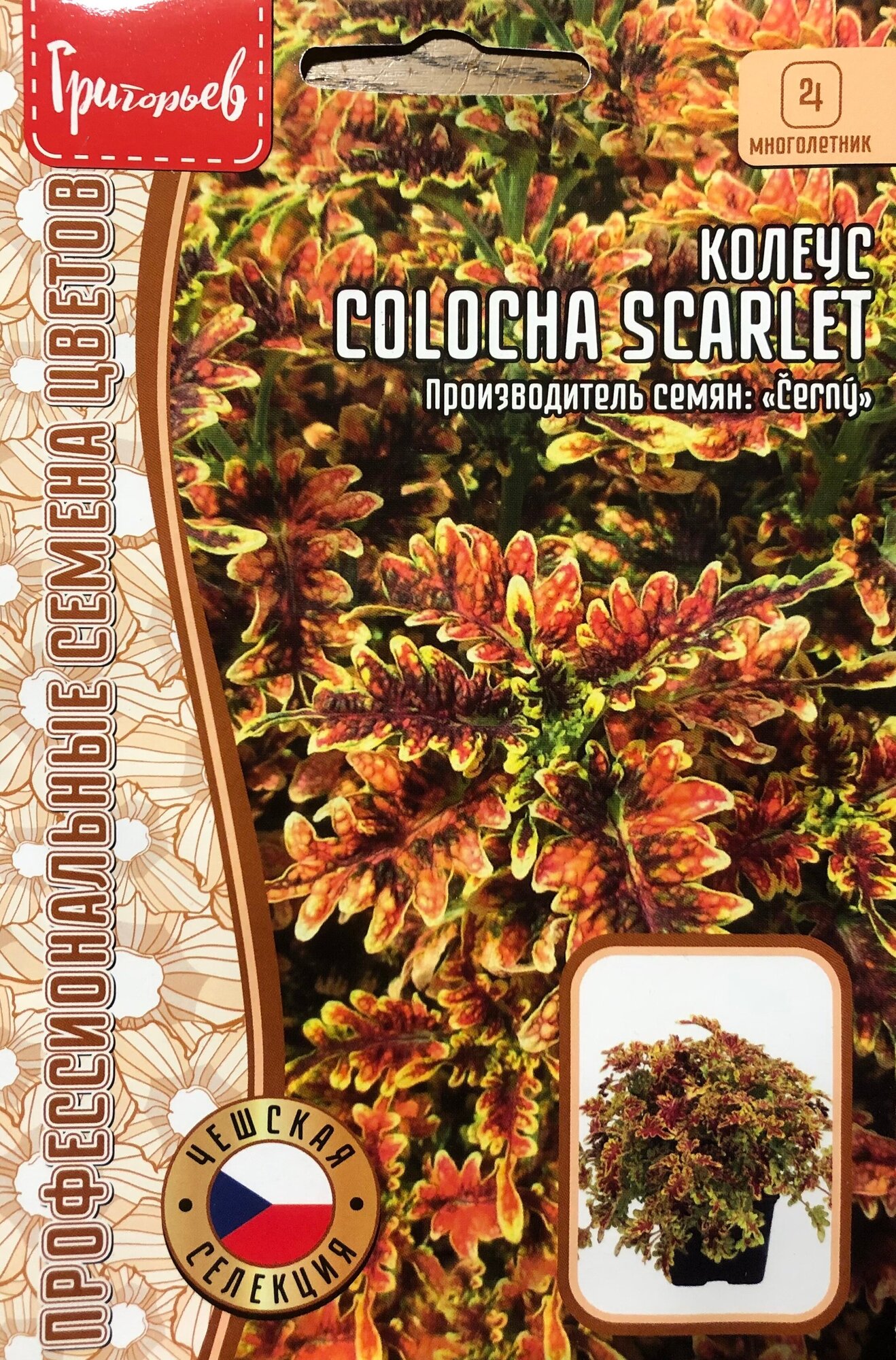 Семена Колеуса Colocha Scarlet (5 семян)