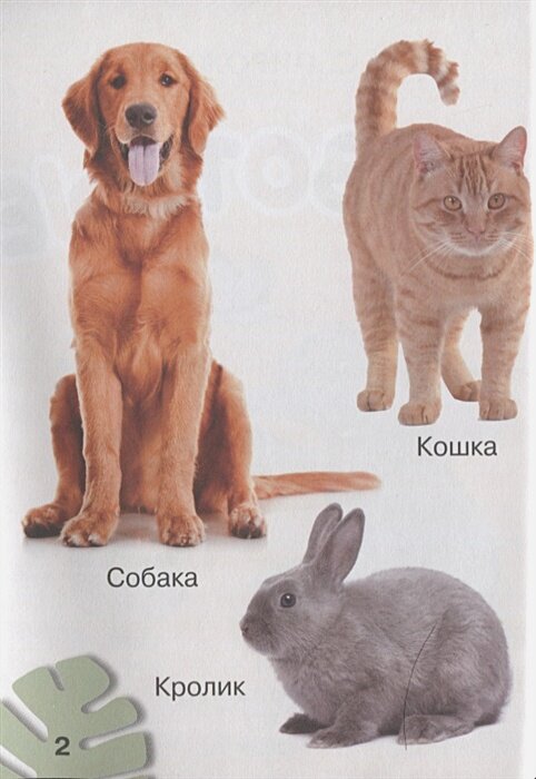 Животные. 200 картинок (Пирожник Светлана Сергеевна) - фото №9