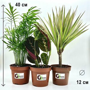 Набор 3 растения (d12): Хамедорея, Маранта, Драцена Маргината, высота 30-40см