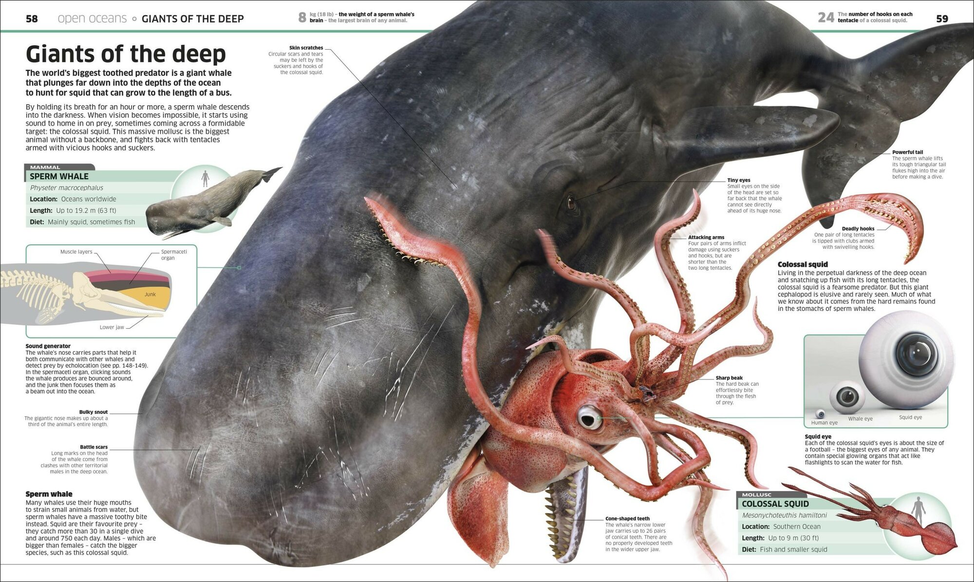 Knowledge Encyclopedia Ocean (без автора) - фото №8