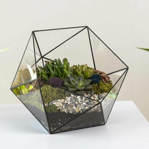 Большой флорариум с неприхотливыми суккулентами Икосаэдр 5690₽