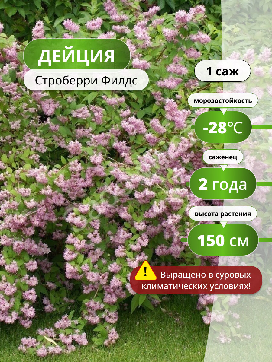 Дейция гибридная Строберри Филдс (Strawberry Fields) / саженец дейции