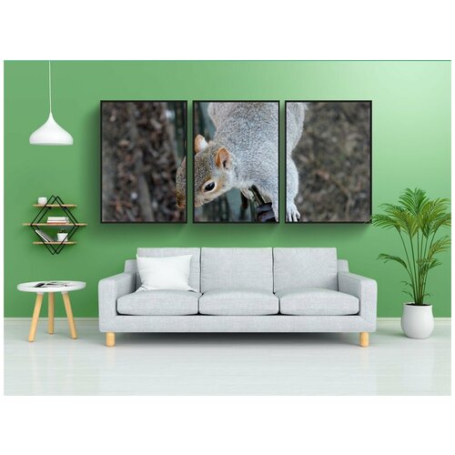 фото Набор модулных постеров для интерьера "белка, белки, дикая природа" 60x90 см. в тубусе, без рамки lotsprints