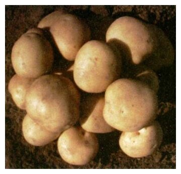 Семенной картофель для посадки Елизавета 2 кг