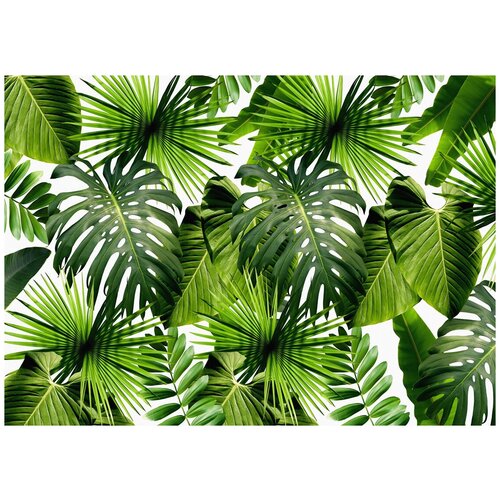 Листья пальмы и монстеры - Виниловые фотообои, (211х150 см)