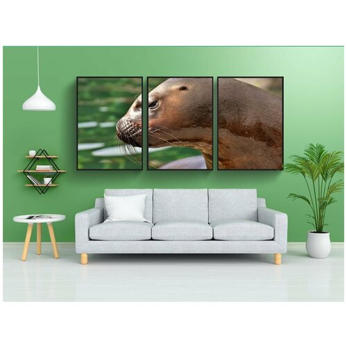 фото Набор модулных постеров для интерьера "тюлень, морской лев, вода" 60x90 см. в тубусе, без рамки lotsprints