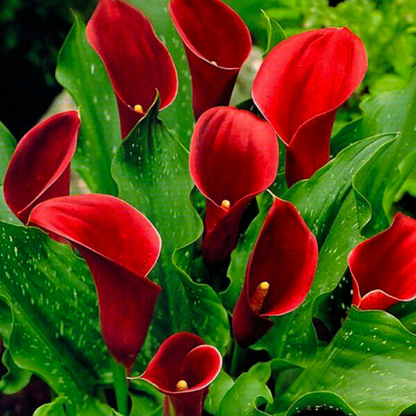 Калла Ред Алерт 2 луковицы