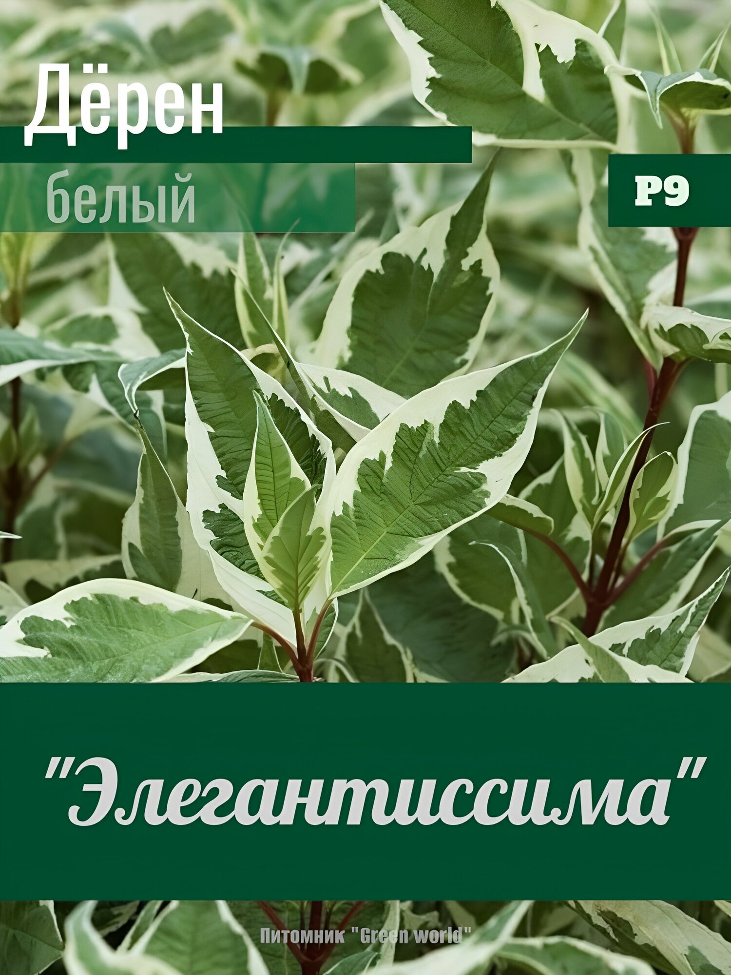 Дёрен белый 