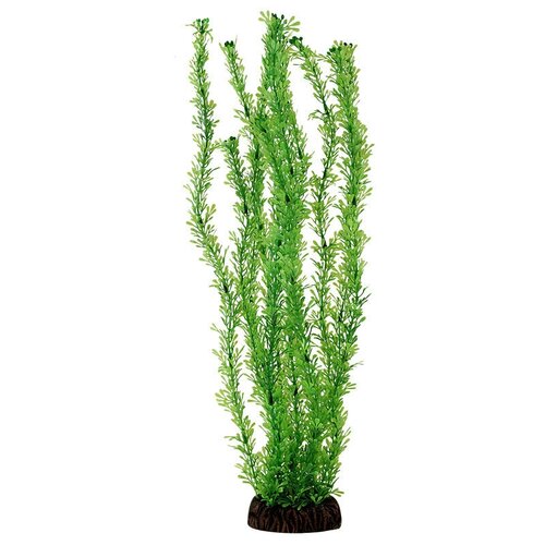 Растение Лигодиум зеленый, 100мм, 2 шт.