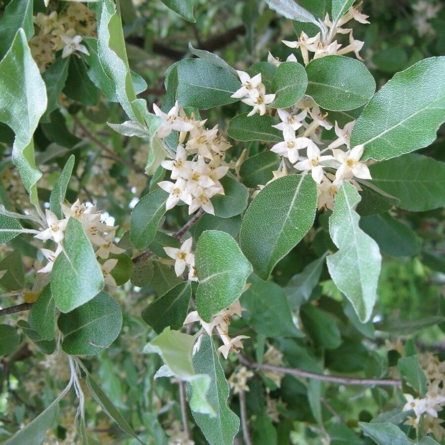 Семена Лох зонтичный морозостойкий (Акигуми) / Elaeagnus umbellata 20 штук