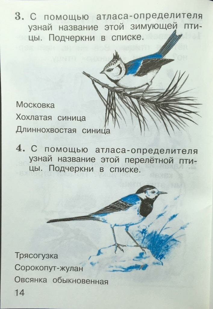 Окружающий мир. 1 класс. Тетрадь для тренировки и самопроверки. В 2-х частях. Часть 2. ФГОС - фото №6