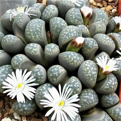 Семена Орешка Суккулент Lithops marmorata mix 10 шт.