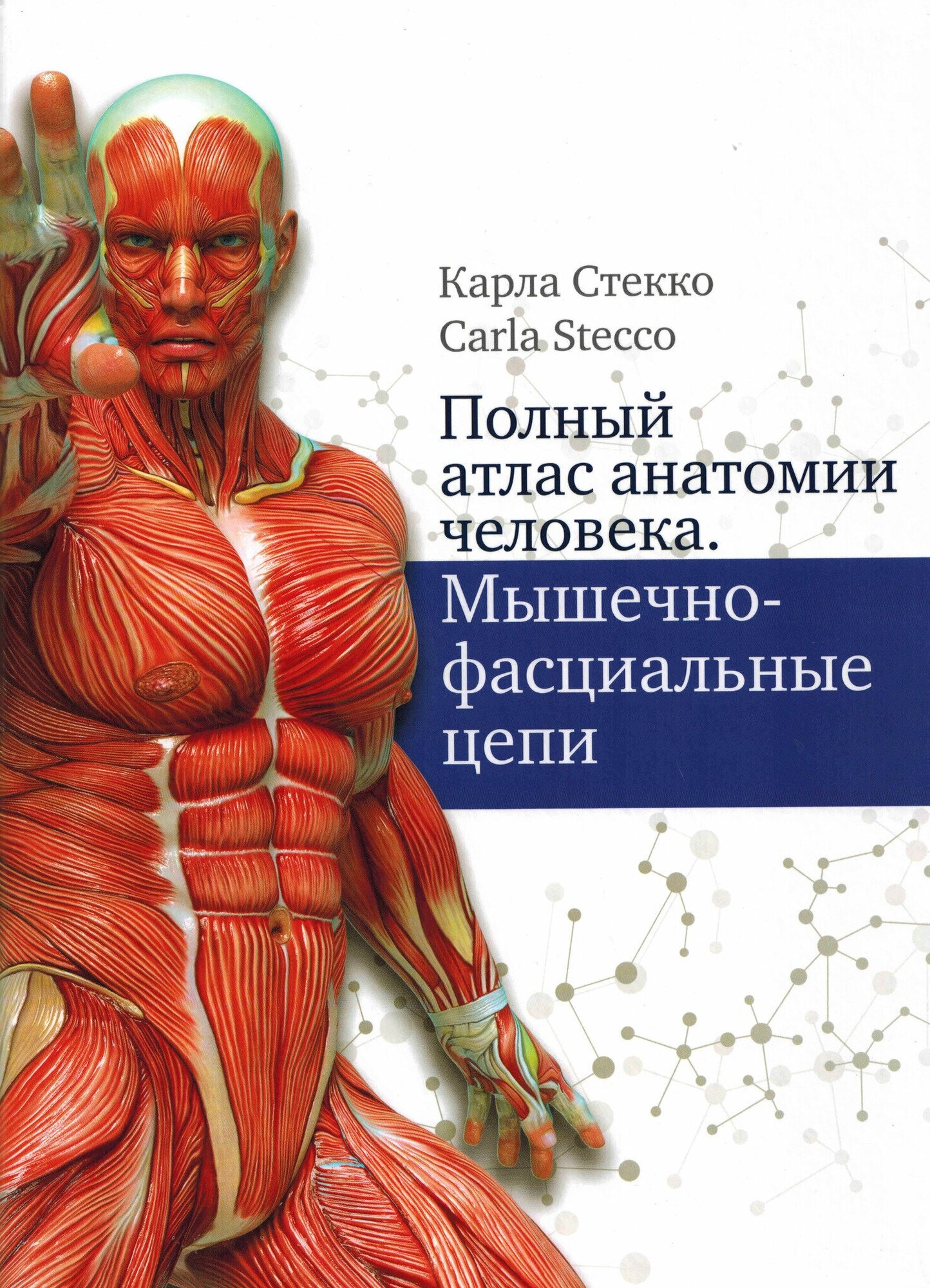 Полный атлас анатомии человека. Мышечно-фасциальные цепи - фото №4