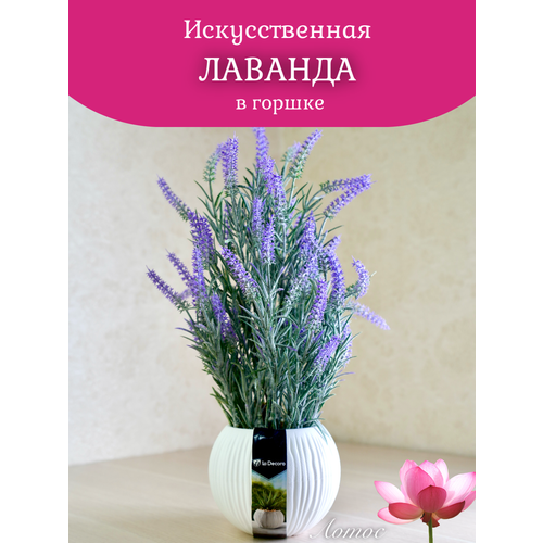 Лаванда в горшке от бренда Лотос 700₽