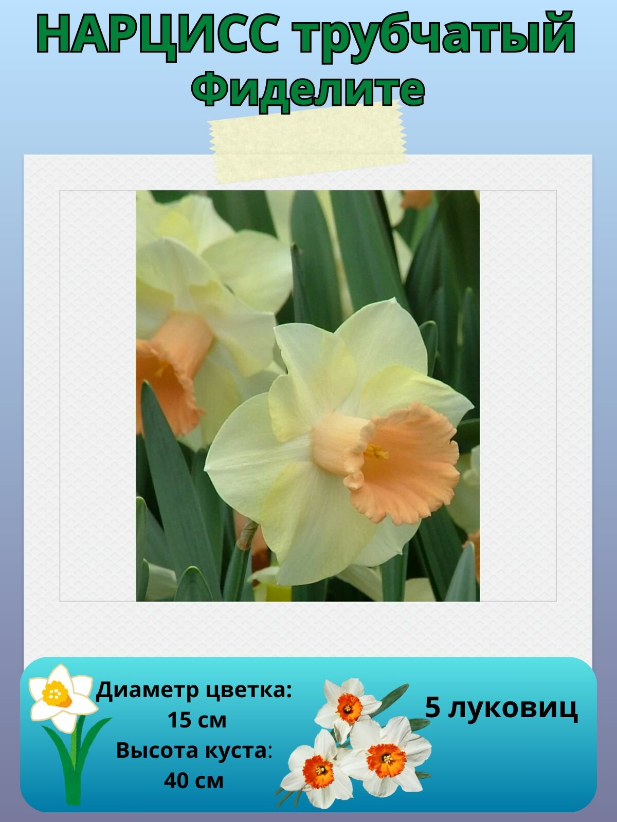 Нарцисс Фиделите, многолетние цветы, луковицы для посадки 5 шт