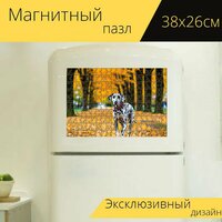 Магнитный пазл "Далматинец, гуляющий по парку в осенний день, золотые листья, спокойная обстановка" для интерьера, 38х26 см.