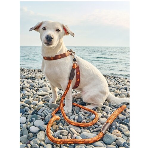 Поводок для собак Japan Premium Pet особо прочный со стоппером на карабине. Коричневый, Размер S.