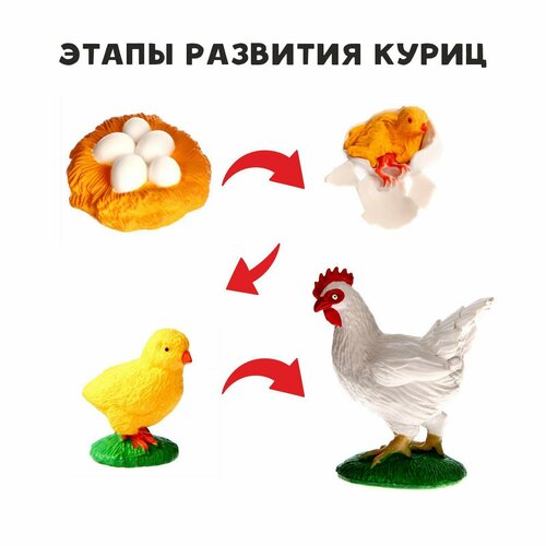 фото Обучающий набор «этапы развития куриц» 4 фигурки россия