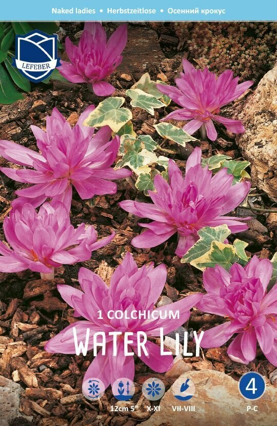 Безвременник Ватер Лили(Water Lily), 1 шт