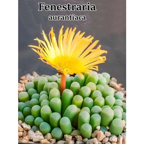 Суккулент Fenestraria aurantiaca набор для выращивания (семена, грунт, горшочек, инструкция по посеву).