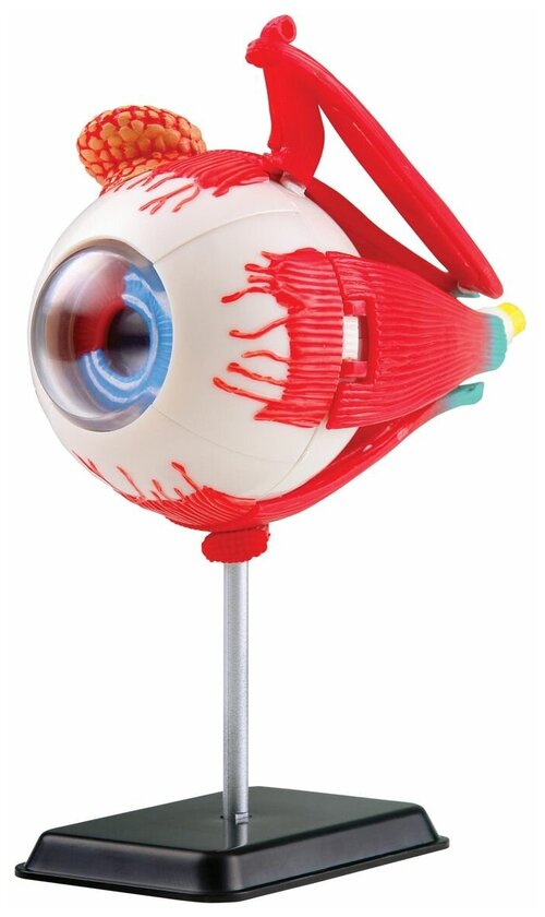 Edu-Toys Анатомический набор Глаз
