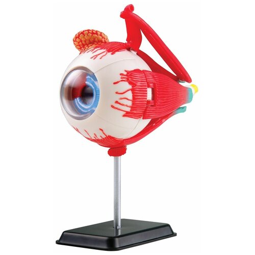 Купить Анатомический набор Edu-Toys Глаз