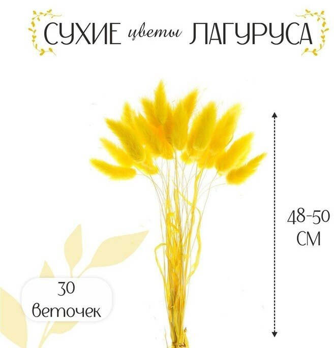 Сухие цветы лагуруса, набор 30 шт, цвет жёлтый