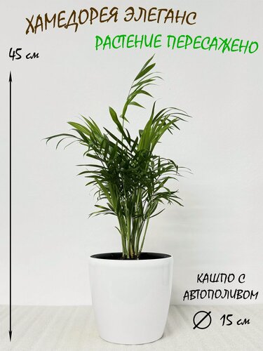 Изображение товара Пальма Хамедорея в белом кашпо с автополивом, высота 40-45 см