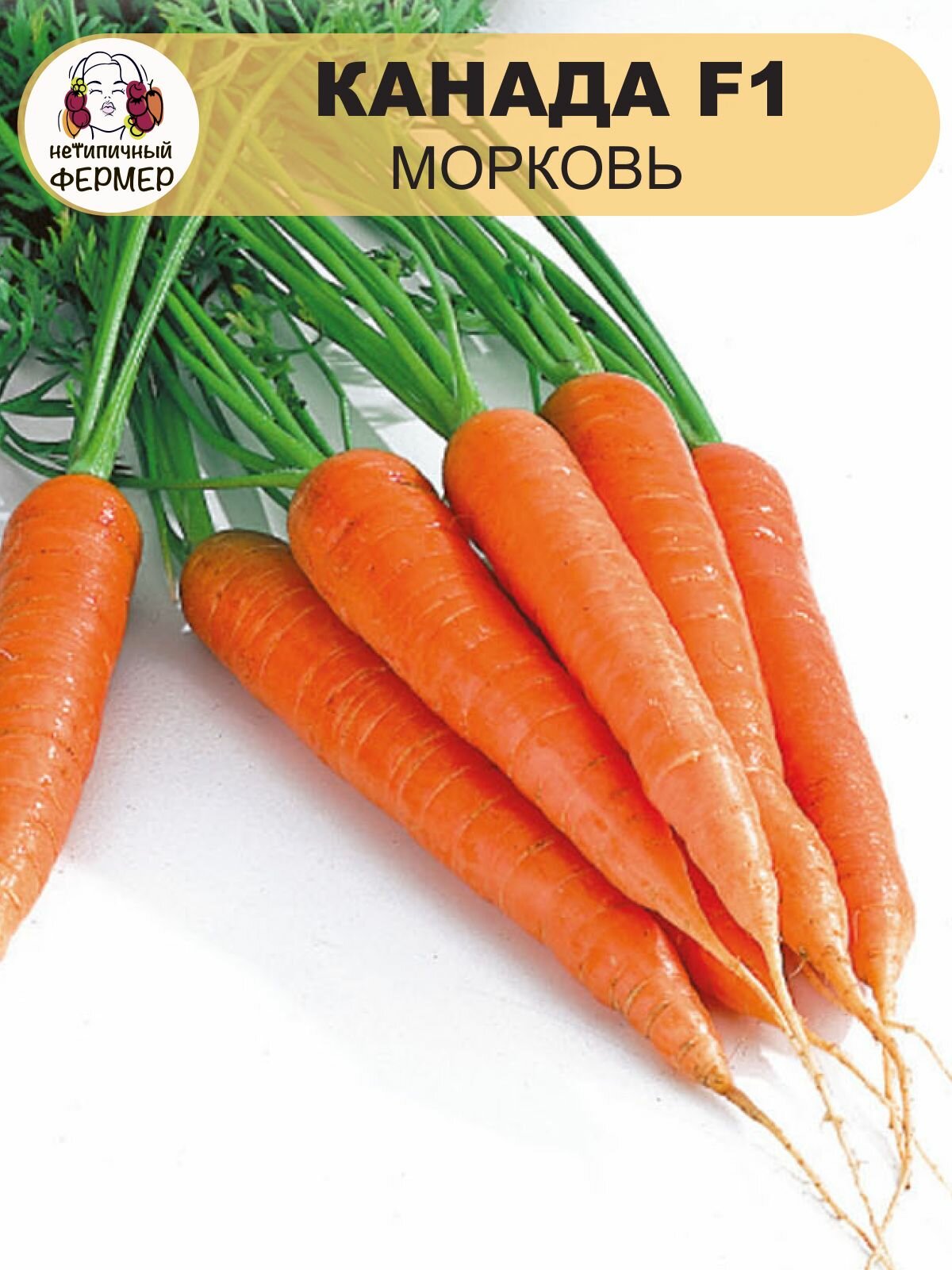 Семена моркови 