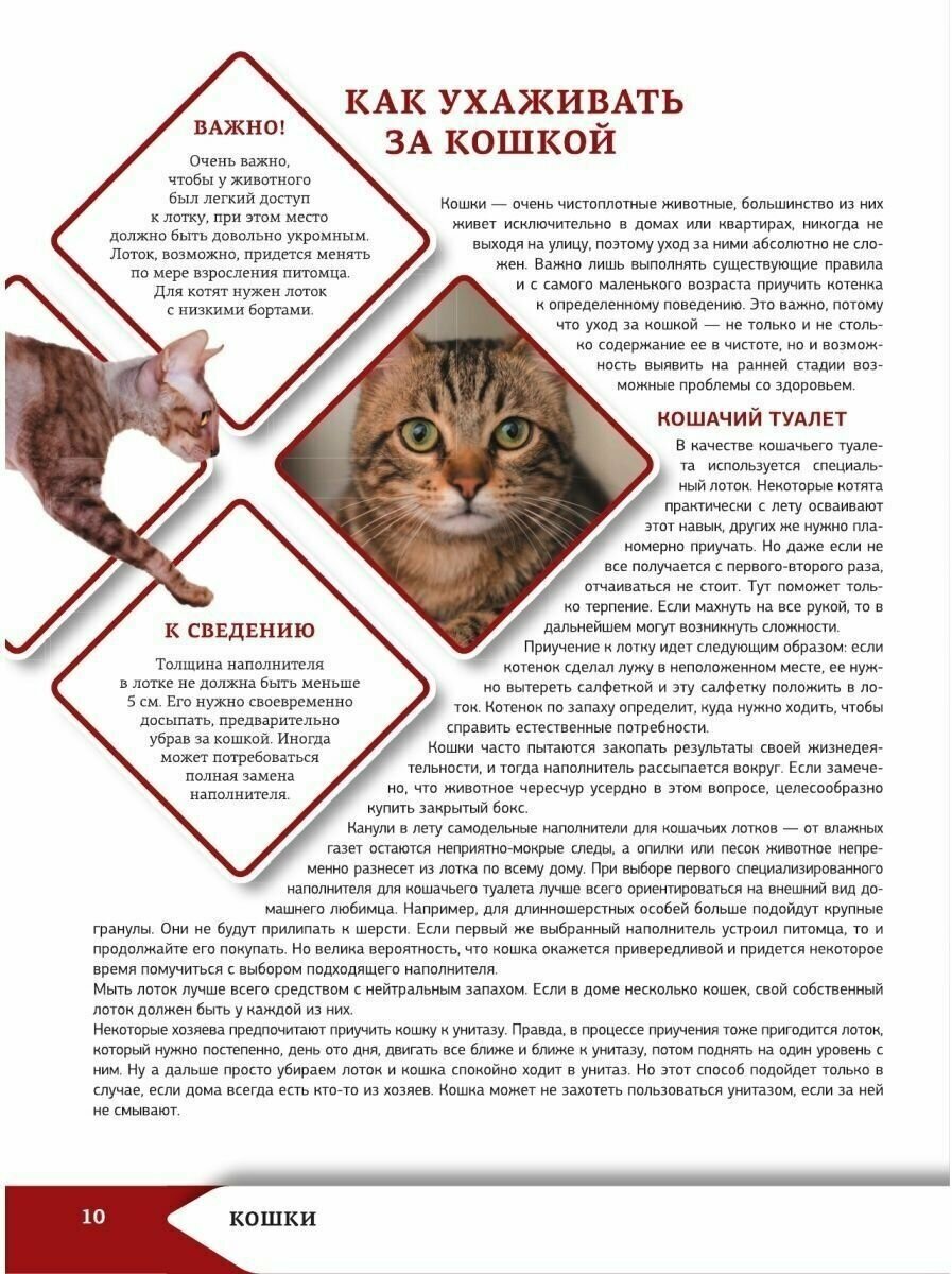 Большая энциклопедия о кошках и собаках - фото №8