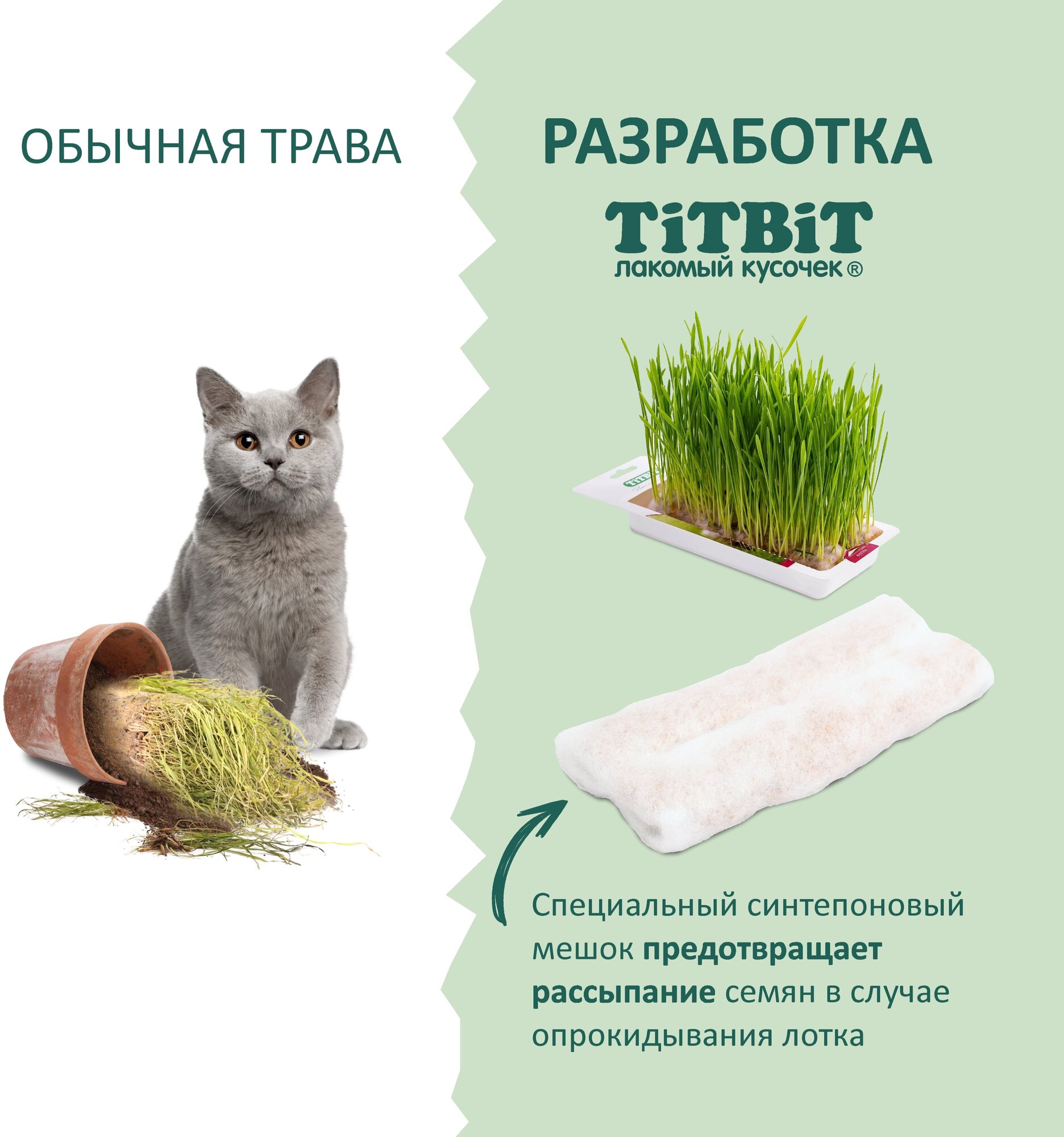 Трава для кошек овес в лотке, TiTBiT, 1 шт, 70гр. - фотография № 3