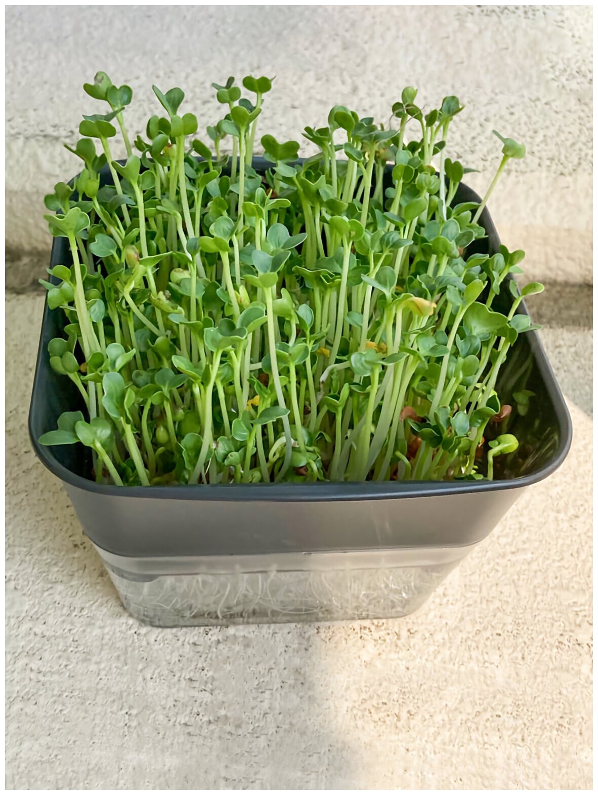 Контейнер для выращивания микрозелени 12,7х12х8,5 см, 280 мл серый - фотография № 4