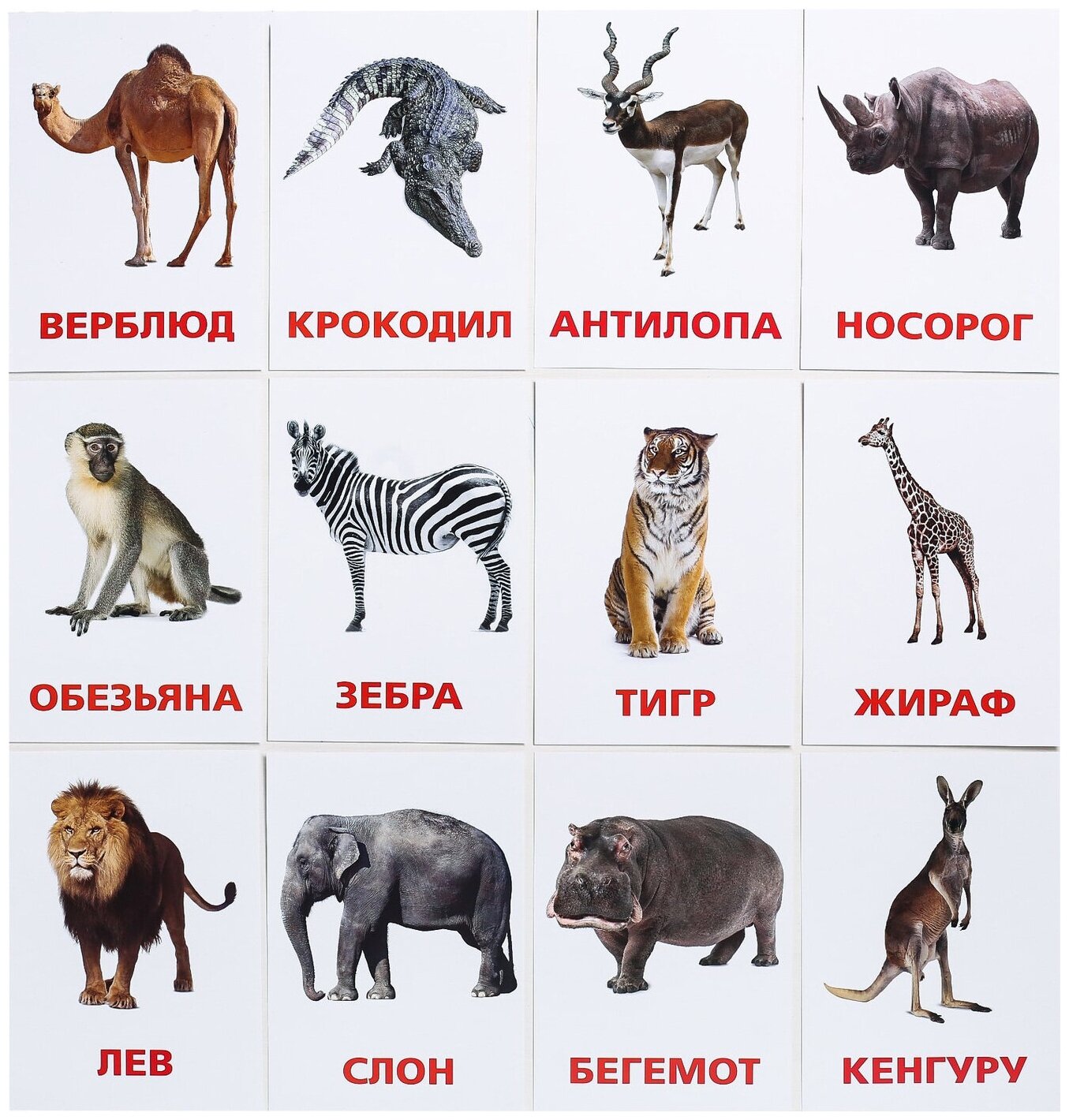 Дикие животные жарких стран в картинках для детей