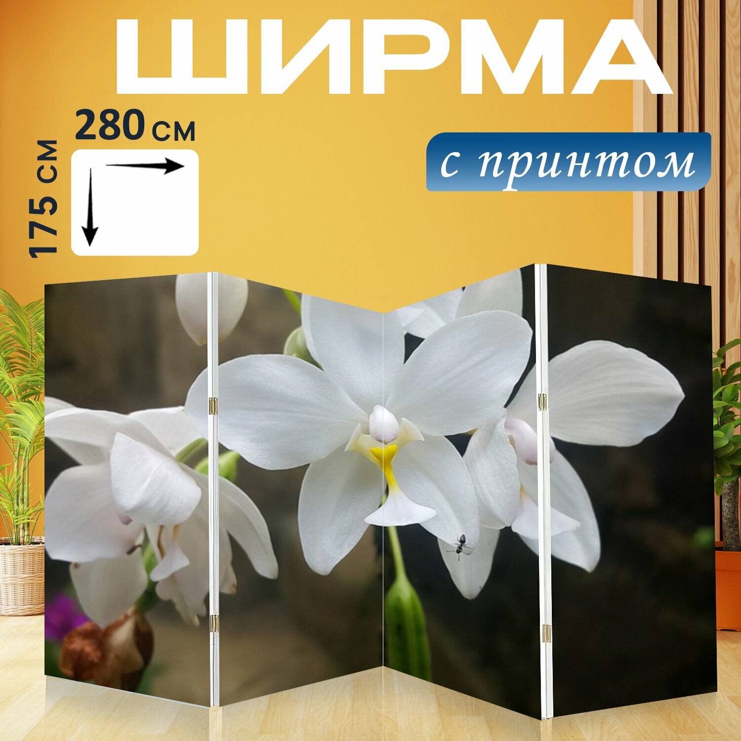 Ширма "Уит орхидея, орхидеи, уит цветок" перегородка для зонирования комнаты с принтом 280x175 см. на холсте
