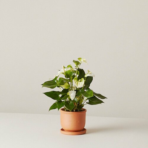 Антуриум Антедезия вайт d12