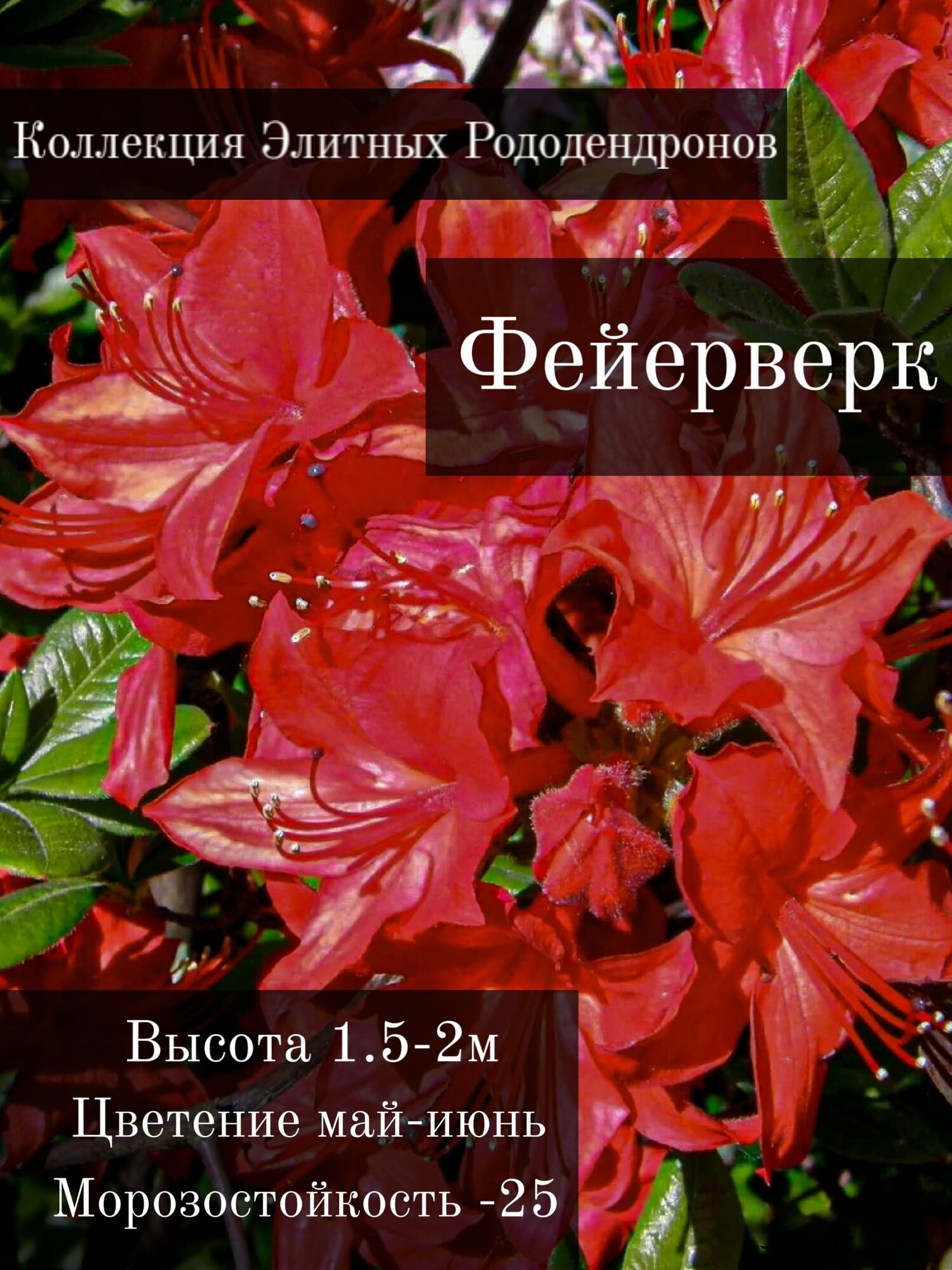 Рододендрон Фейерверк