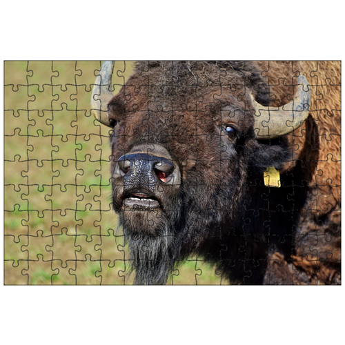 фото Магнитный пазл 27x18см."зубр, буйвол, рога" на холодильник lotsprints