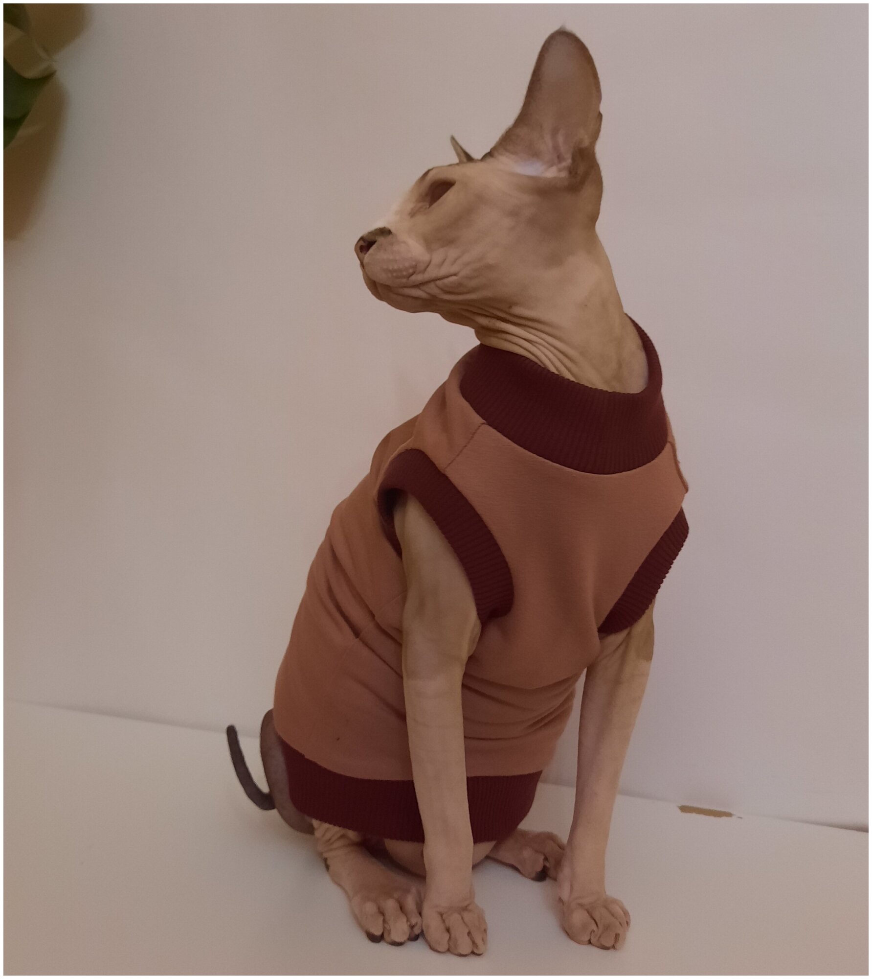 Свитшот для кошек, размер 40 (длина спины 40см), цвет розовая пудра/ толстовка свитшот свитер для кошек сфинкс / одежда для животных - фотография № 10