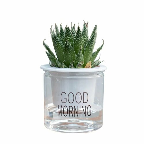 Стеклянный горшок для цветов с автополивом 1150₽