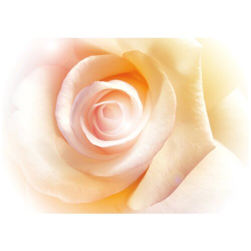 Персиковая роза - Виниловые фотообои, (211х150 см)